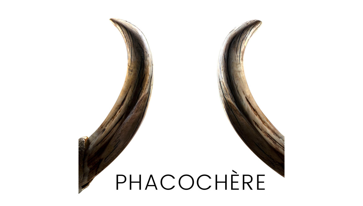 Les défenses de phacochères : un matériau puissant pour les manches de couteaux